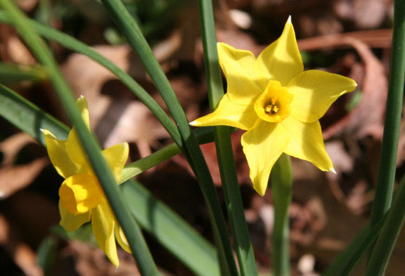 Heirloom 'Texas Star' - 10 bulbs