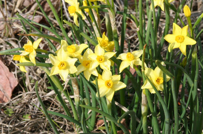 Heirloom 'Texas Star' - 10 bulbs