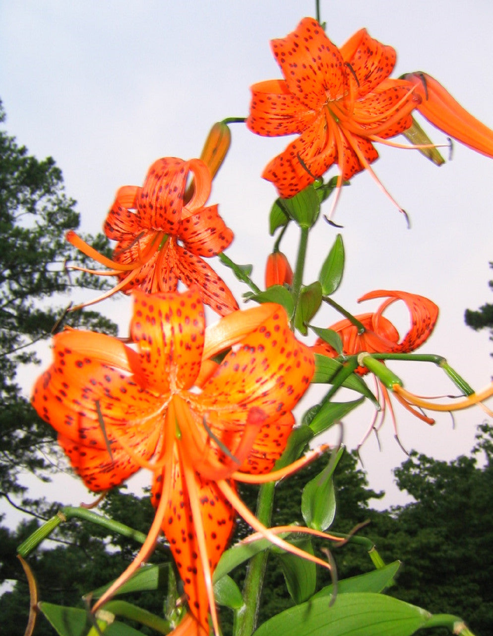 TigerLily – The Southern Bulb Co.