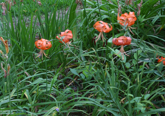 Lilium lancifolium 'Tiger Lily' - 2 bulbs