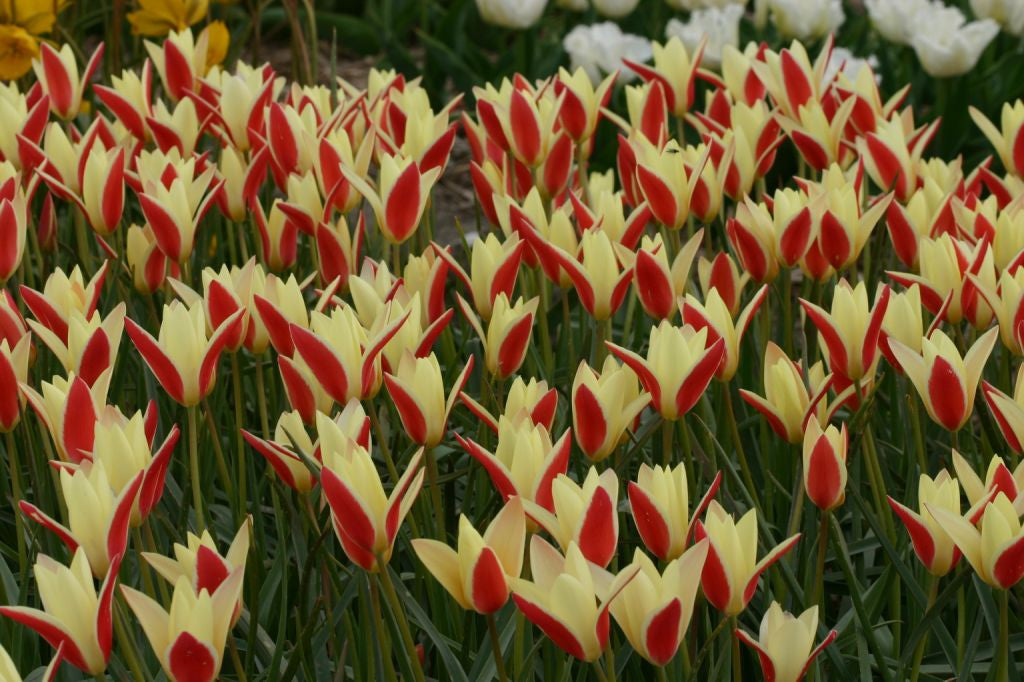Tulipa clusiana 'Tinka' - 10 bulbs