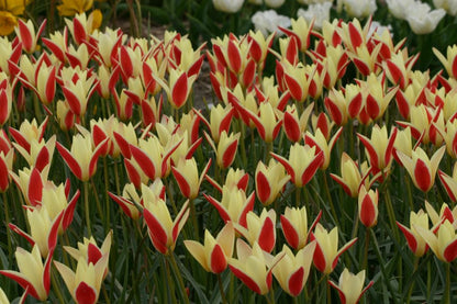 Tulipa clusiana 'Tinka' - 10 bulbs