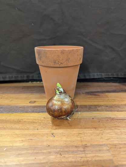 Gift Kit - Paperwhites Forcing Kit (Small)