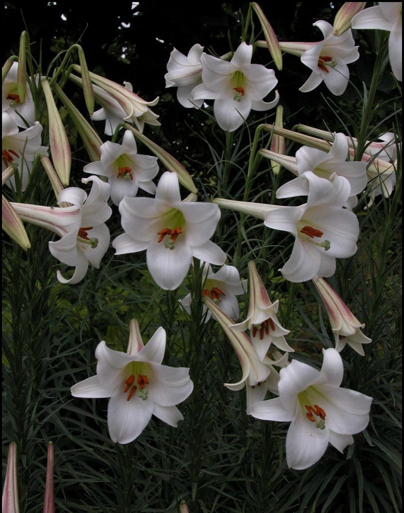 Lilium formosanum Dwarf 'Philippine Lily' - Four - 4" pots