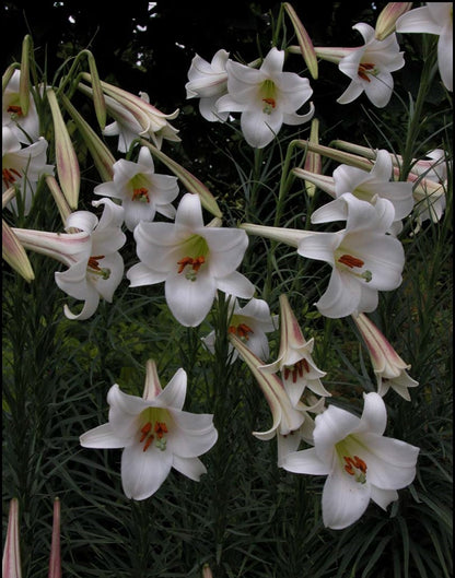 Lilium formosanum Dwarf 'Philippine Lily' - Four - 4" pots