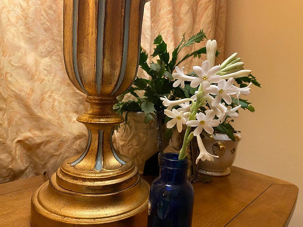 Single Tuberose (Polianthes) 5 tubers