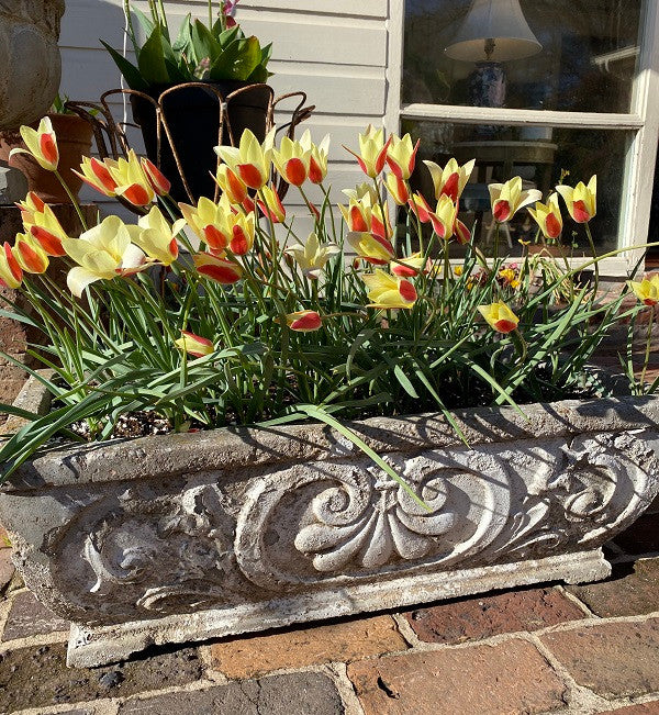 Tulipa clusiana 'Tinka' - 10 bulbs