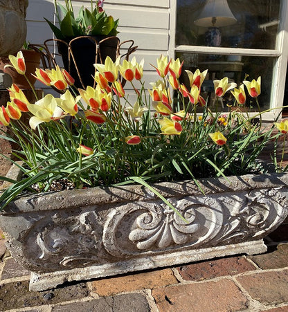 Tulipa clusiana 'Tinka' - 10 bulbs