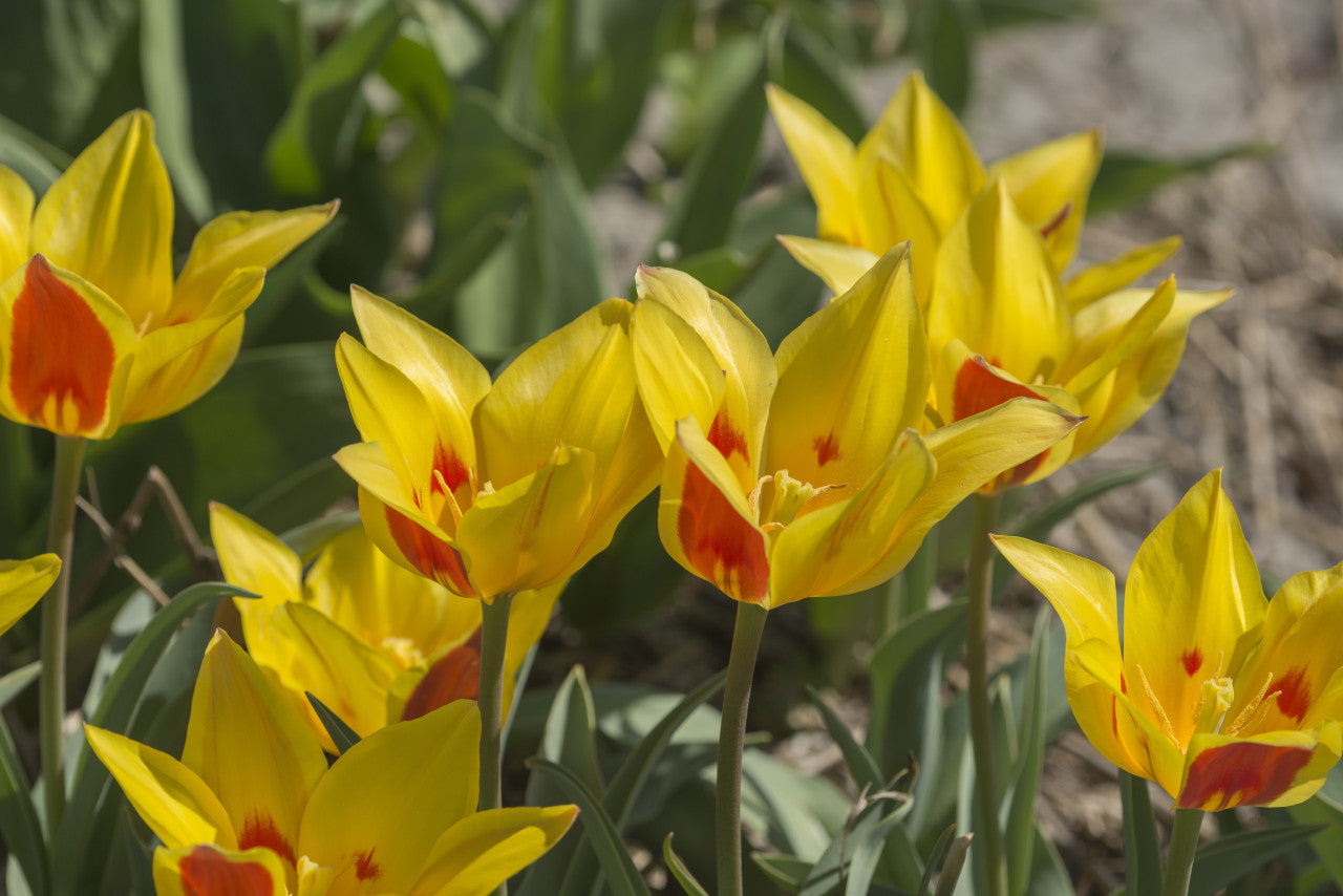 Tulipa 'Tschimganica' - 5 bulbs