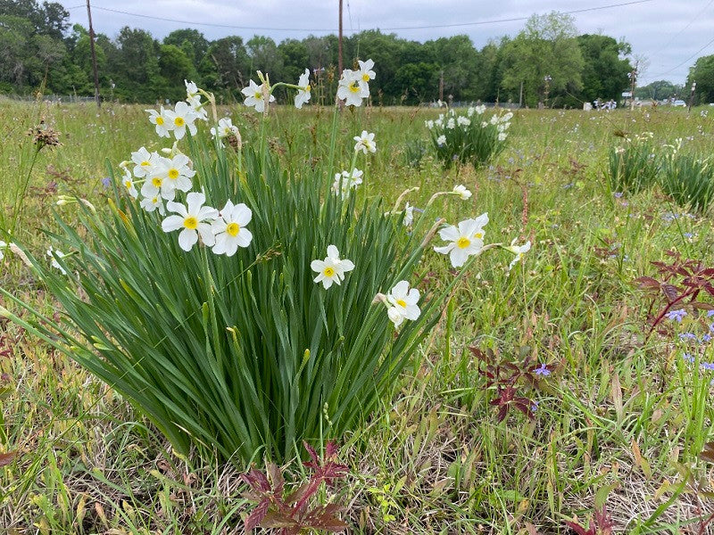 Heirloom 'Twin Sisters' - 10 bulbs