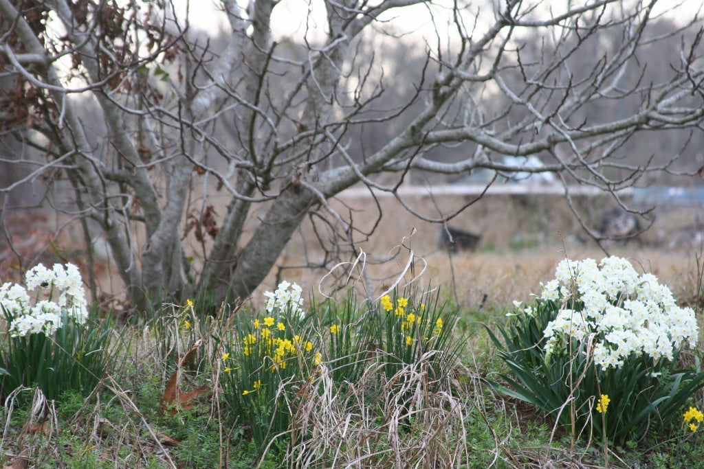 Heirloom 'Grand Primo' - 10 bulbs
