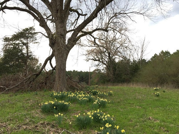 Heirloom "Incomparable" Daffodil -  10 bulbs