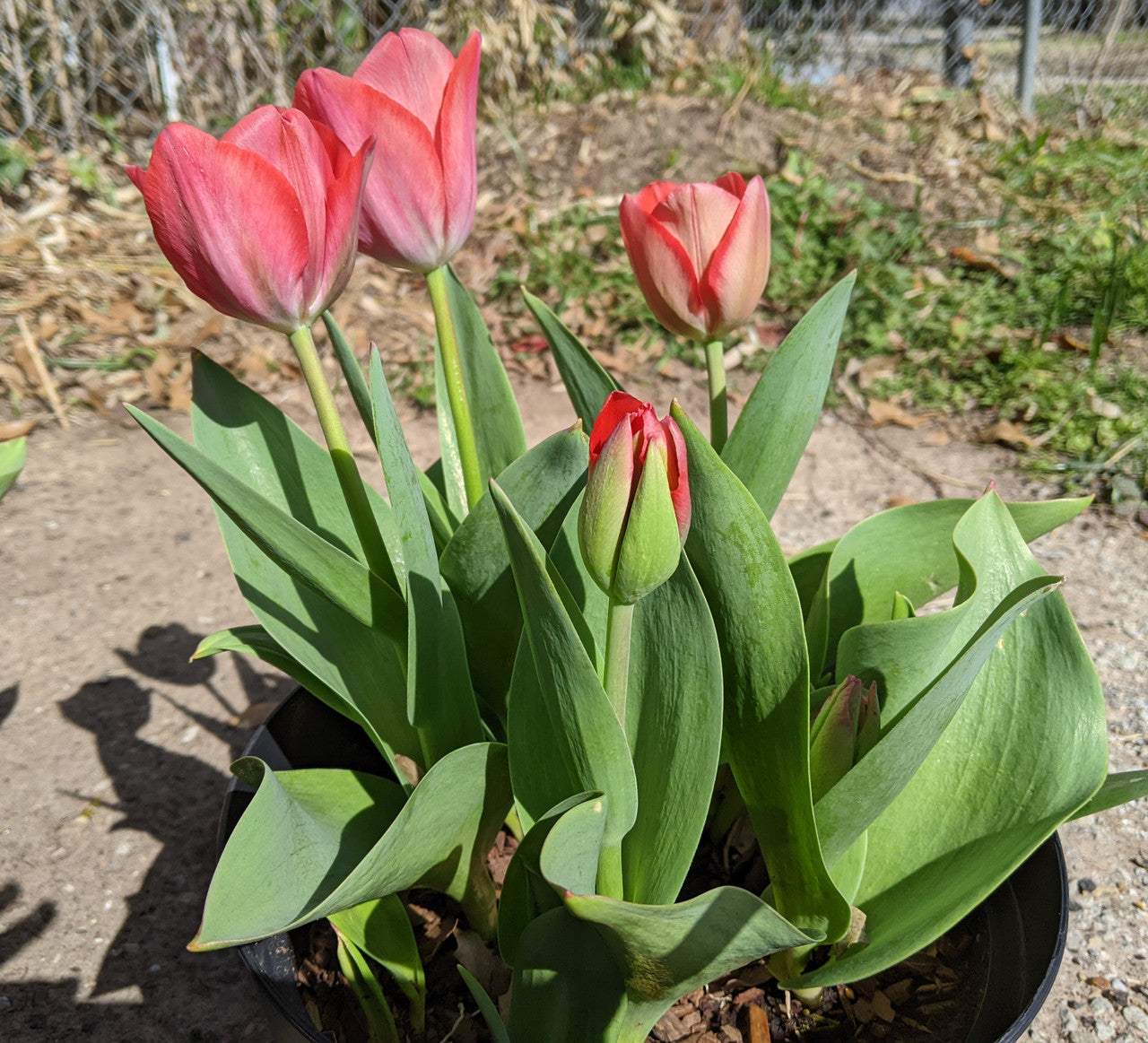 Gift Kit - Tulip Forcing Kit (Small)