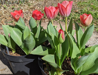 Gift Kit - Tulip Forcing Kit (Large)