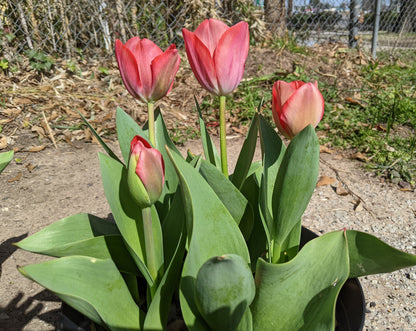 Gift Kit - Tulip Forcing Kit (Large)