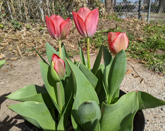Gift Kit - Tulip Forcing Kit (Large)