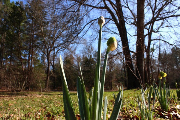 Heirloom 'Van Sion' - 10 bulbs