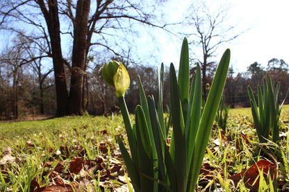 Heirloom 'Van Sion' - 10 bulbs