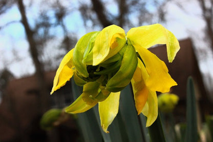 Heirloom 'Van Sion' - 10 bulbs