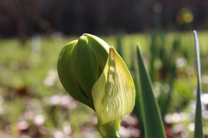 Heirloom 'Van Sion' - 10 bulbs