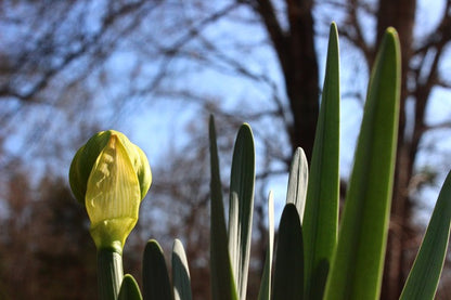 Heirloom 'Van Sion' - 10 bulbs