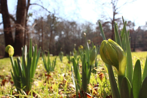 Heirloom 'Van Sion' - 10 bulbs