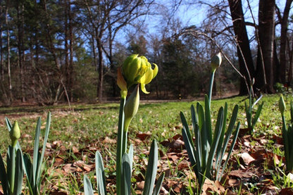 Heirloom 'Van Sion' - 10 bulbs