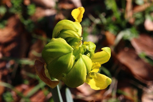 Heirloom 'Van Sion' - 10 bulbs