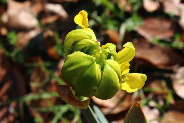 Heirloom 'Van Sion' - 10 bulbs