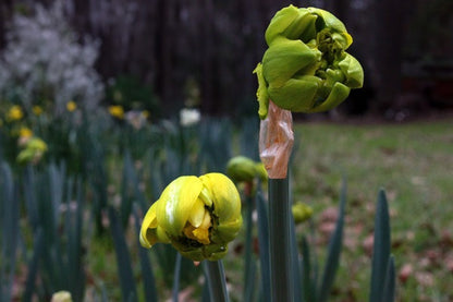 Heirloom 'Van Sion' - 10 bulbs