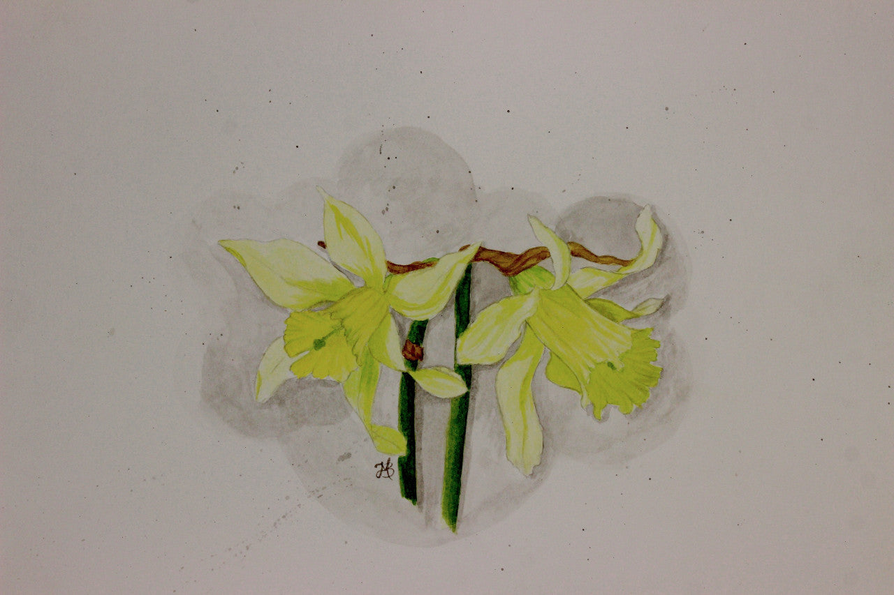 Daffodil 'W.P. Milner' -  bulbs