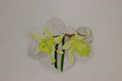 Daffodil 'W.P. Milner' -  bulbs