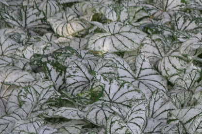 Caladium 'White Christmas' - 5 tubers