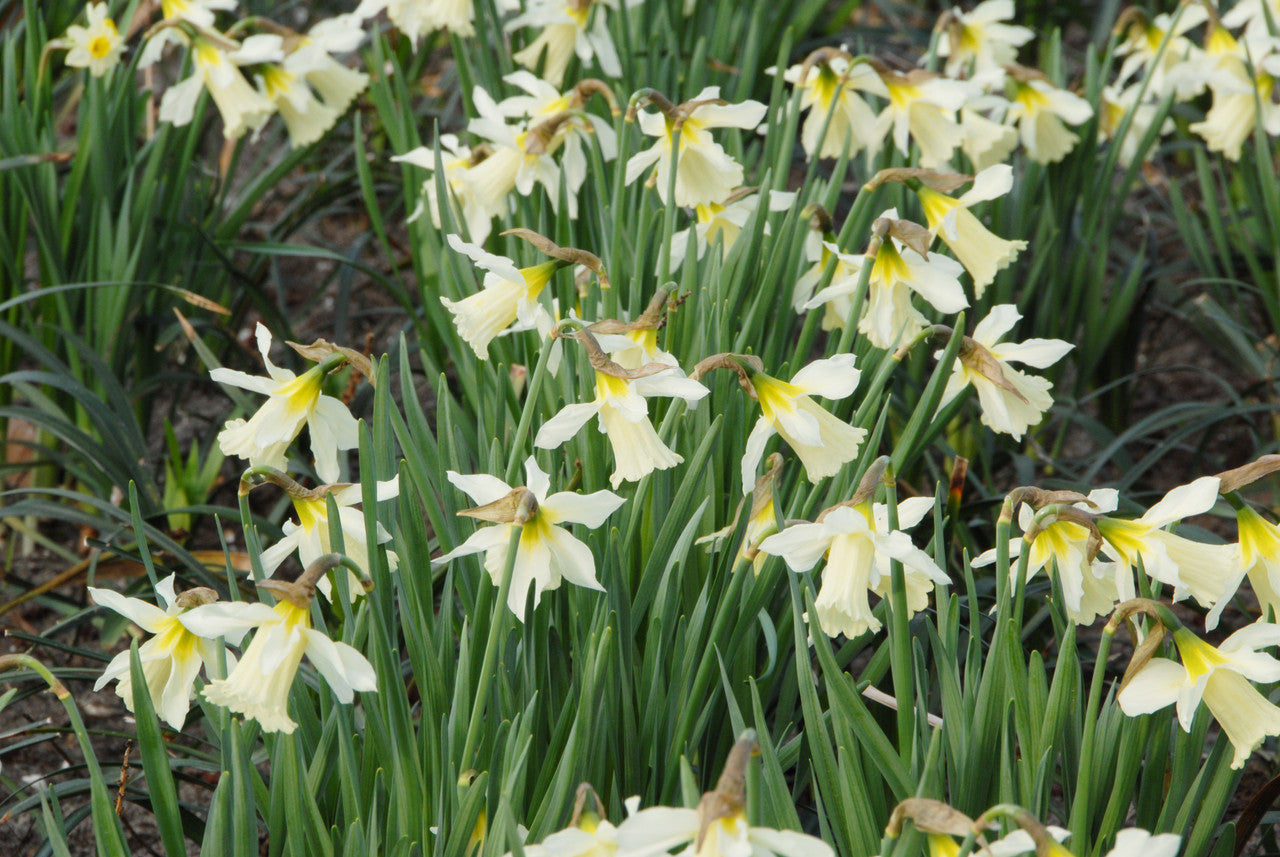 Daffodil 'W.P. Milner' -  bulbs