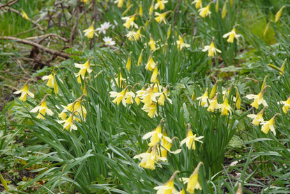 Daffodil 'W.P. Milner' -  bulbs