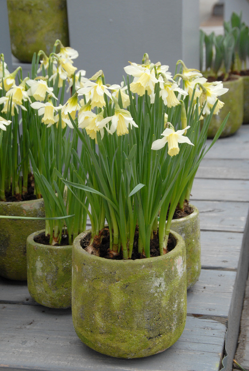 Daffodil 'W.P. Milner' -  bulbs