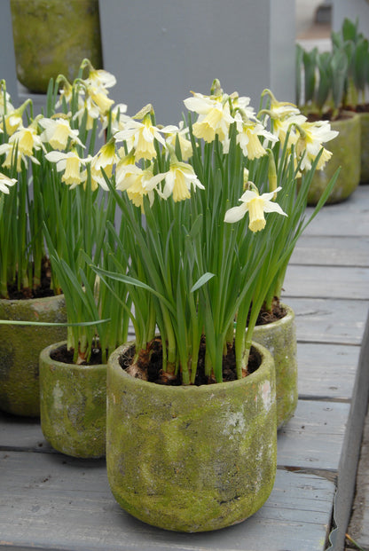 Daffodil 'W.P. Milner' -  bulbs
