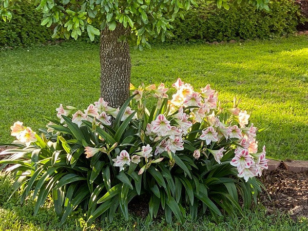Hippeastrum vittatum - 3 bulbs