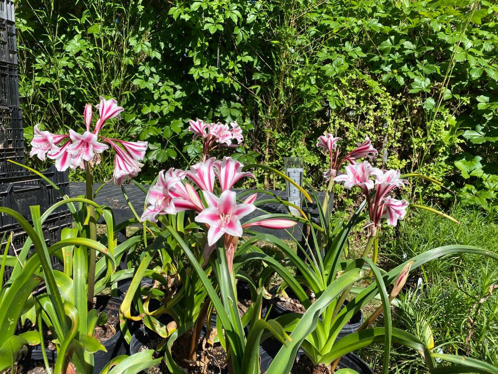 Crinum 'Schreck' - 1 bulb (Jumbo)