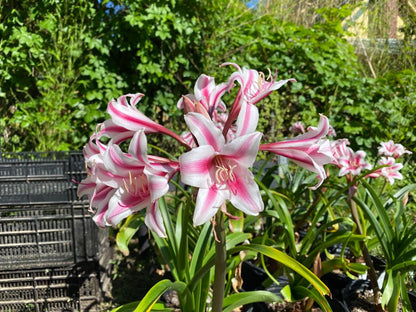 Crinum 'Schreck' - 1 bulb (Jumbo)