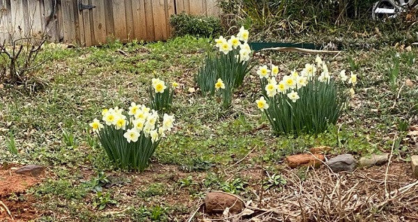 Southern Bulbs Daffodil Ice Follies - Thumbnail 5