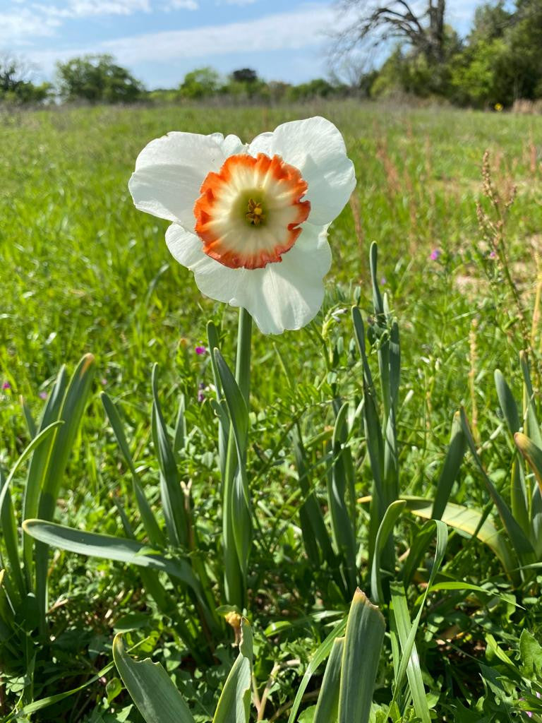 Daffodil 'Colin's Joy' - 5 bulbs