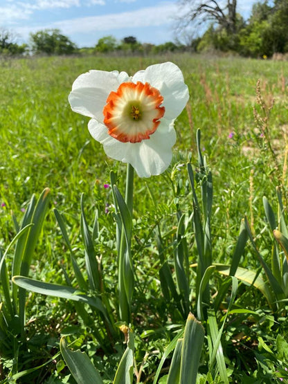 Daffodil 'Colin's Joy' - 5 bulbs
