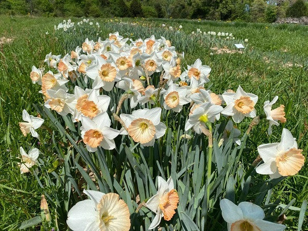 Daffodil 'Chromacolor' - 5 bulbs