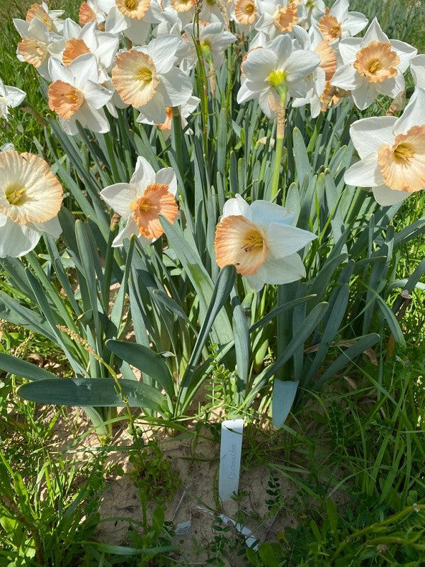 Daffodil 'Chromacolor' - 5 bulbs