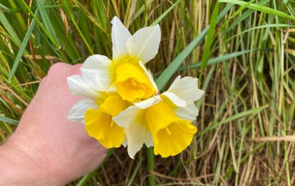 Daffodil 'Golden Echo' - 5 bulbs