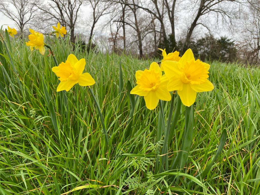 Southern Bulbs Daffodil Gigantic Star