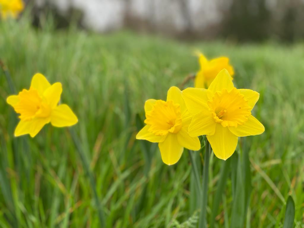 Southern Bulbs Daffodil Gigantic Star - Thumbnail 2