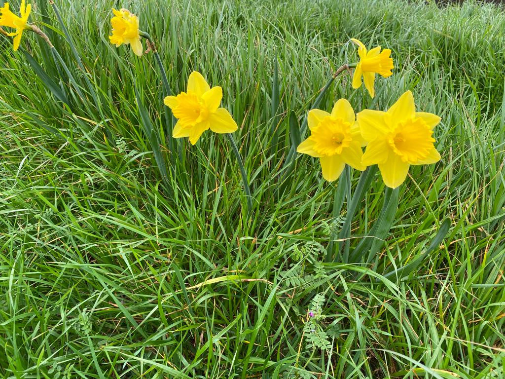 Southern Bulbs Daffodil Gigantic Star - Thumbnail 3