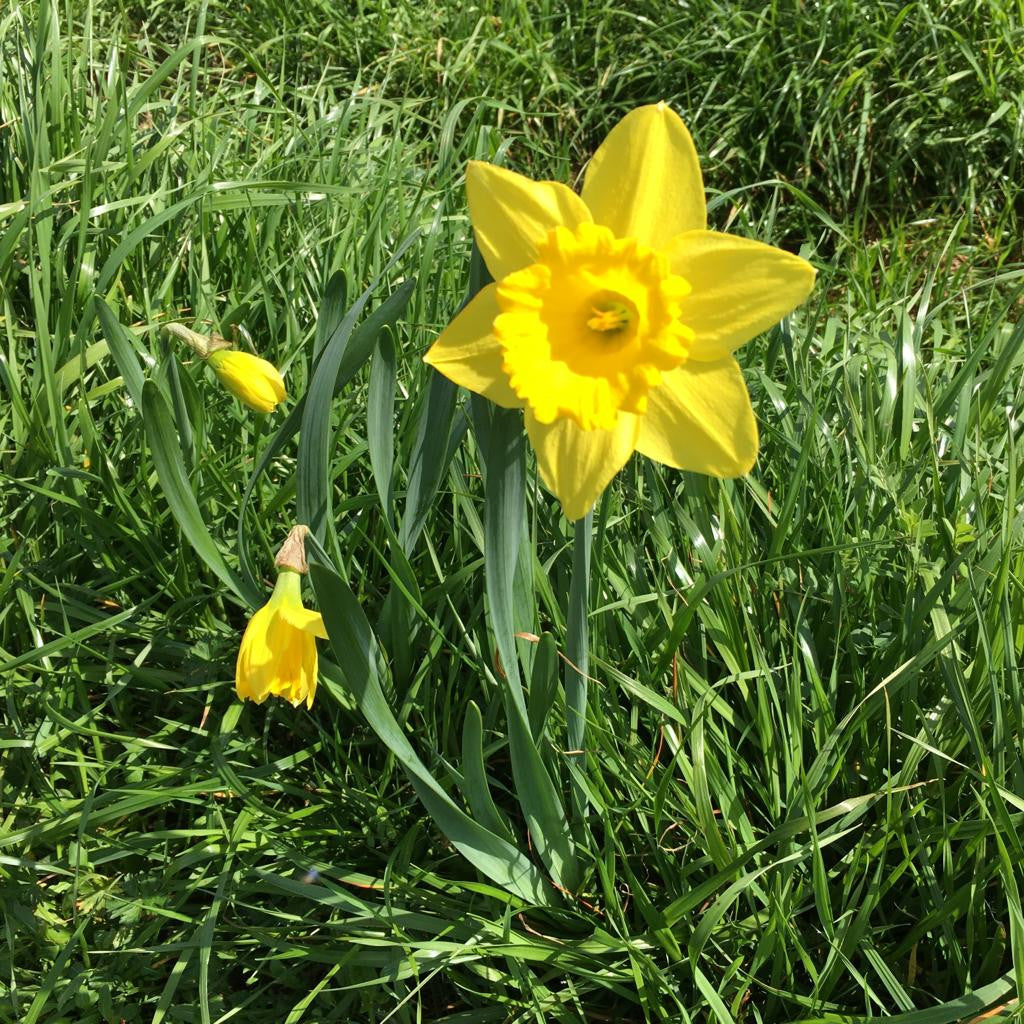 Daffodil 'Gigantic Star' - 5 bulbs